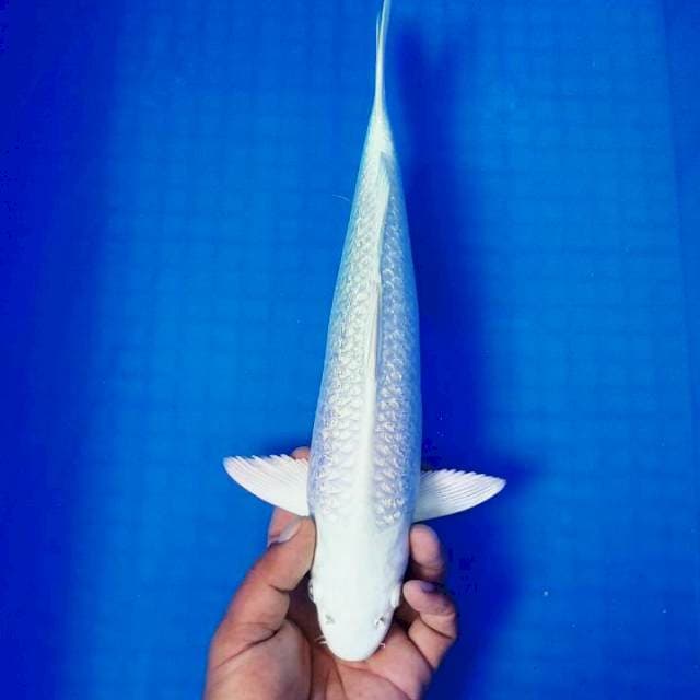 PLATINUM GINRIN 35 cm