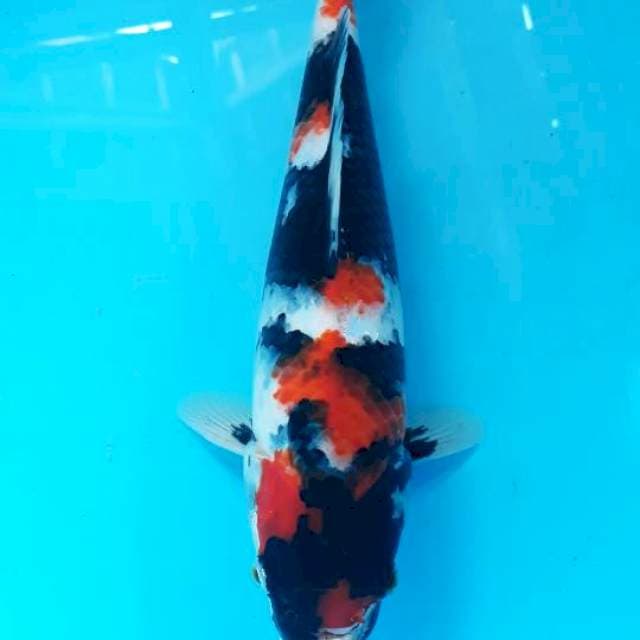 Jesica 31