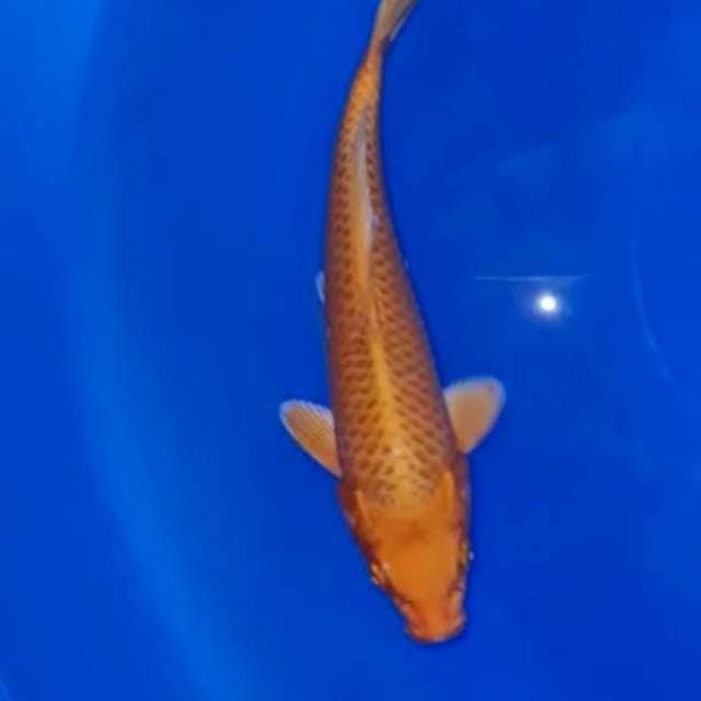 Kohaku 46 import body yahuud