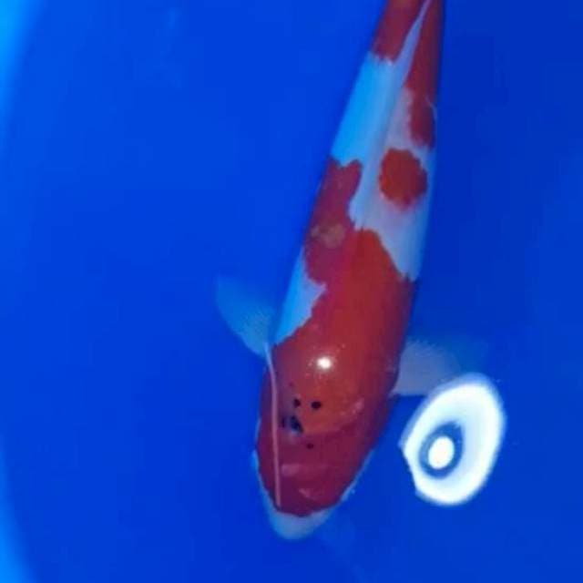 Kohaku 46 import body yahuud