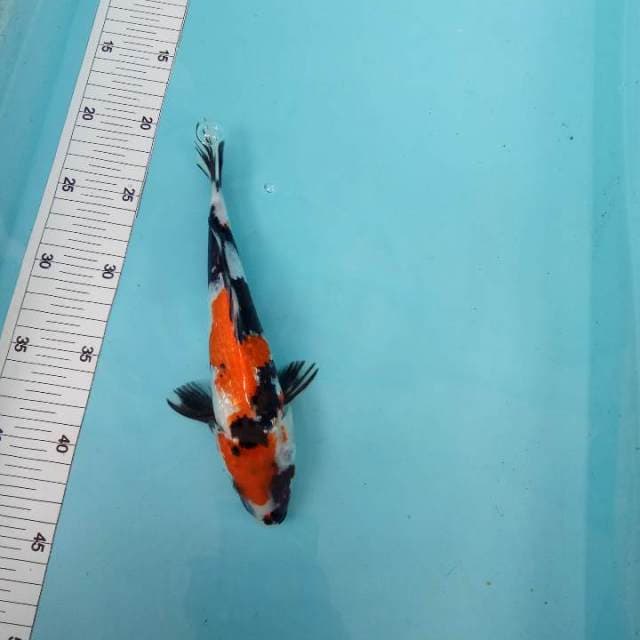 Ginrin showa 24cm