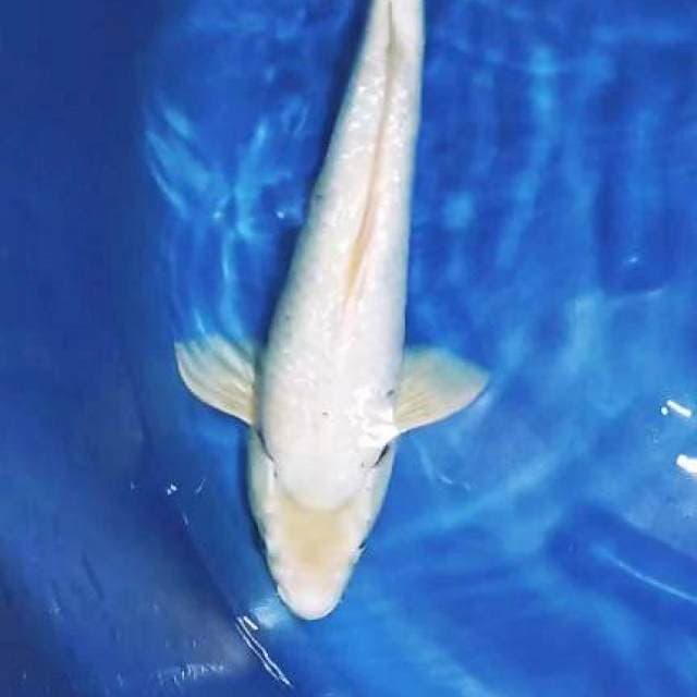 Ginrin jumbo 55 cm male