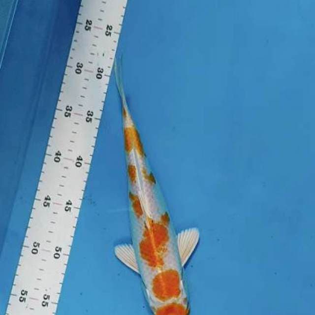 Hariwa maruten ORI 30 cm sQ