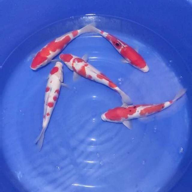 Paket Strong Kohaku & Sanke 33-35cm