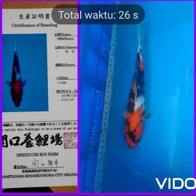 Showa sekiguchi size 25 cm