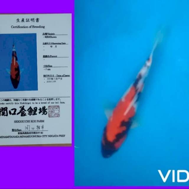 Showa sekiguchi size 25 cm