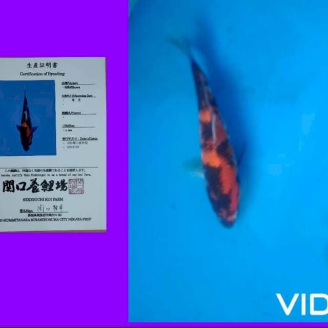 Showa sekiguchi size 20 cm