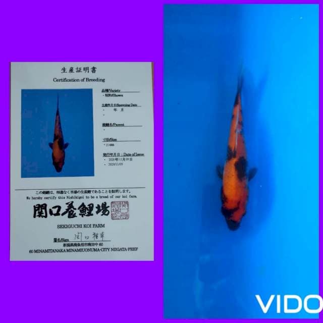 Showa sekiguchi 19 cm