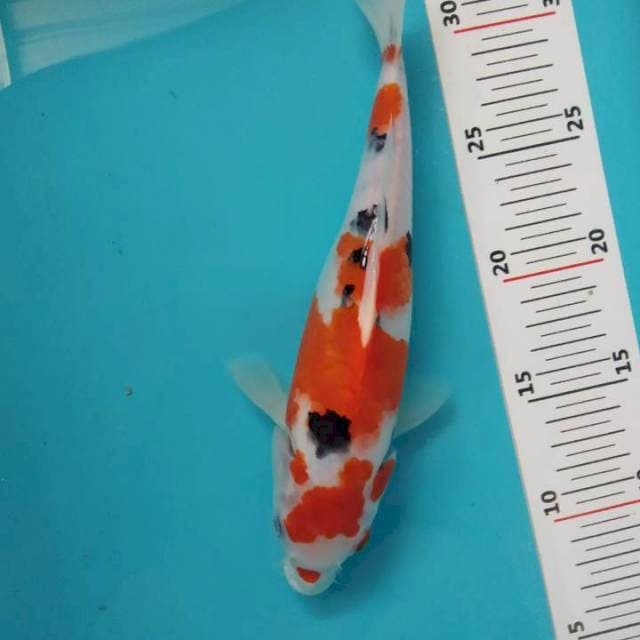 Sanke Male 25 cm