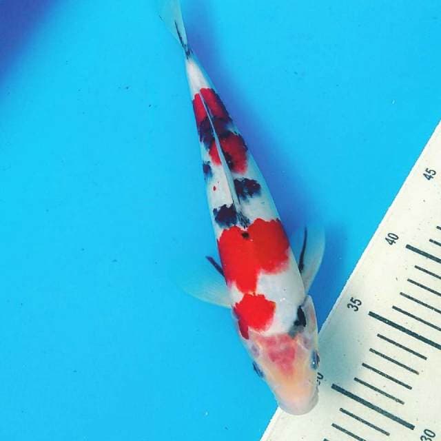 Sakurazo tategoi red 28cm