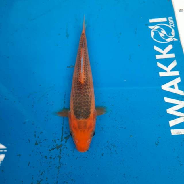 Akamatsuba Tembus