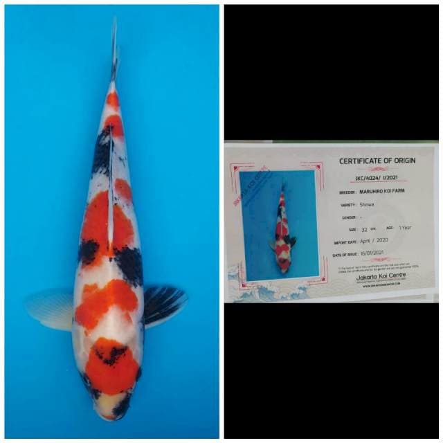 Maruhiro Maruten Showa