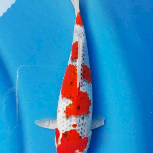 Gosiki 26cm