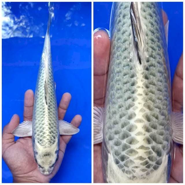 🔥🔥Mukashi