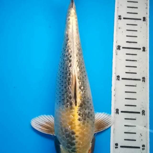 KIN SHOWA GINRIN BULKY 32 Cm