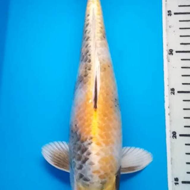 KIN SHOWA BULKY 34 Cm, JANTAN