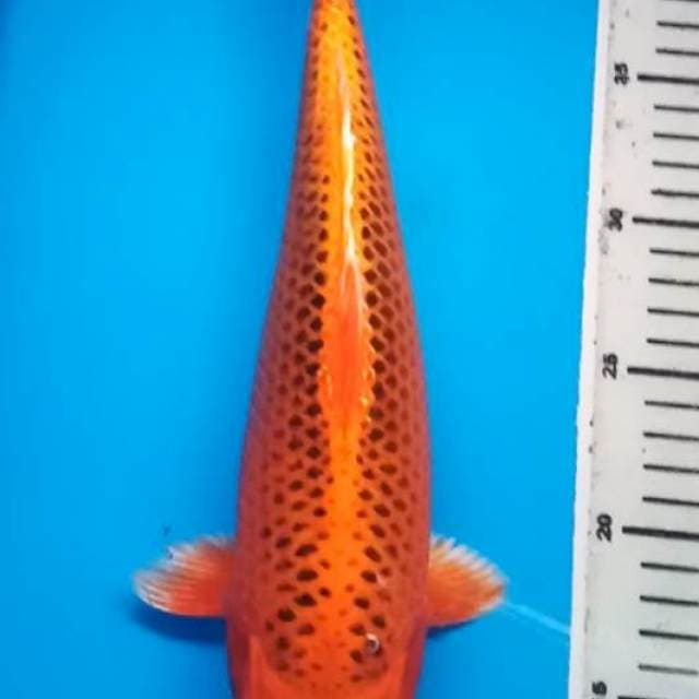 AKA MATSUBA BULKY 33 Cm