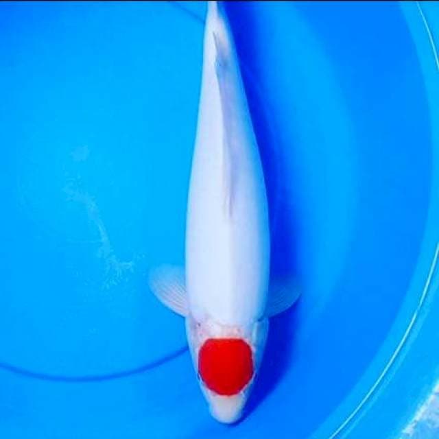Tanco kohaku jantan 40 up