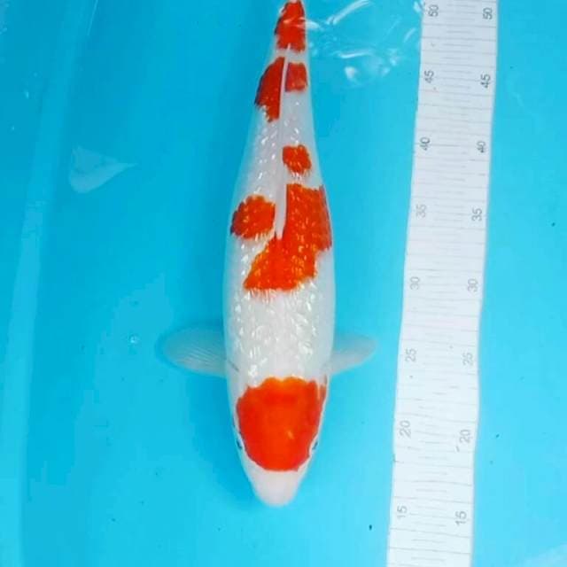 Ginrin bahan jumbo.