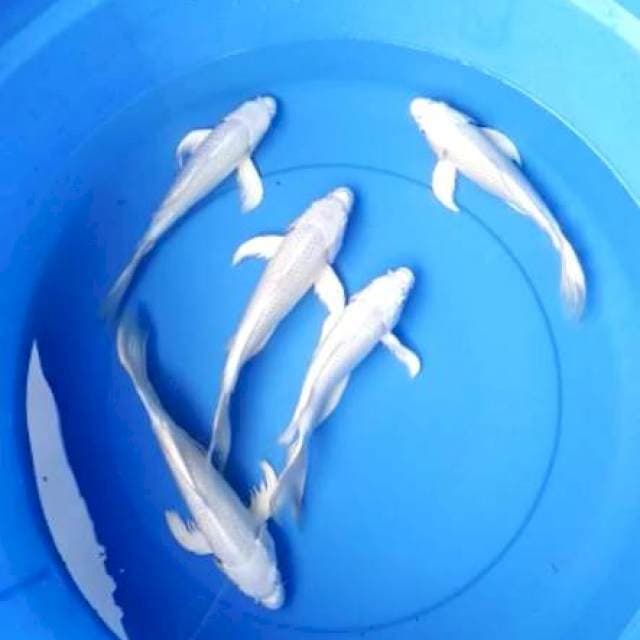 Kumpay platinum