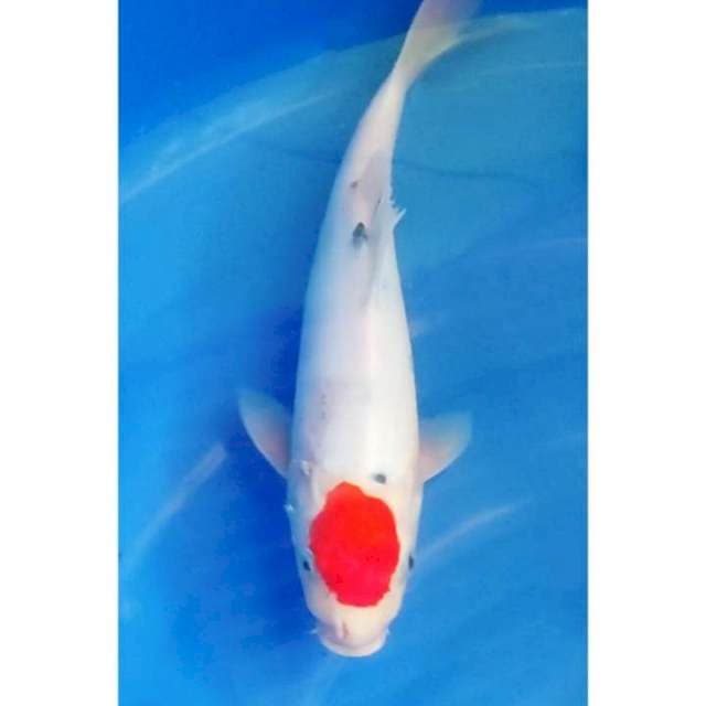 HQ Tancho Sanke Original 29cm (M)