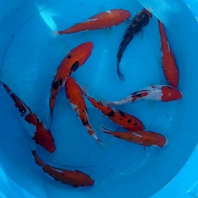 Mix 15 cm. 10 ekor