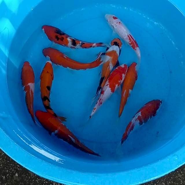 Mix 15-20cm. 10 ekor
