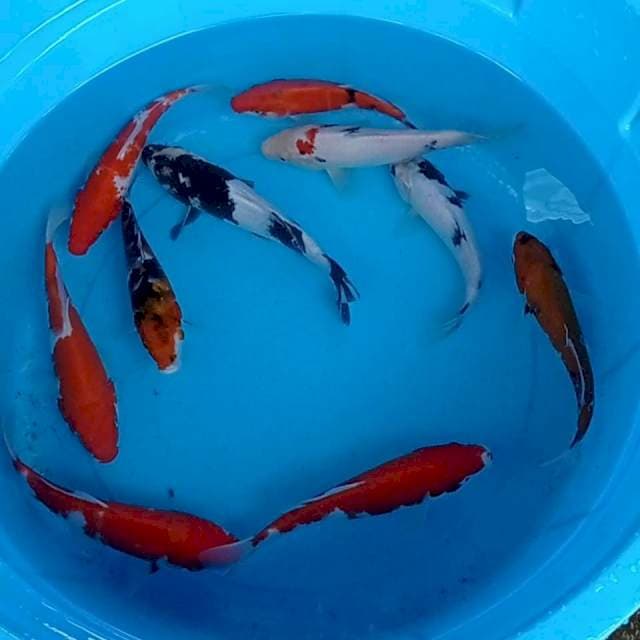 Mix 15-20 cm. 10 ekor