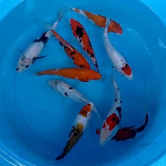 Mix 15-20 cm. 10 ekor