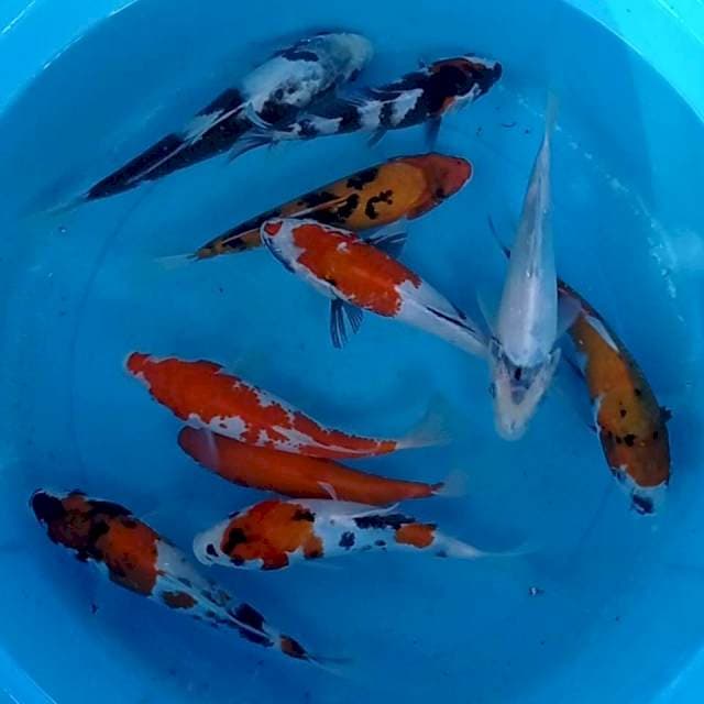 Mix 15-20cm. 10 ekor