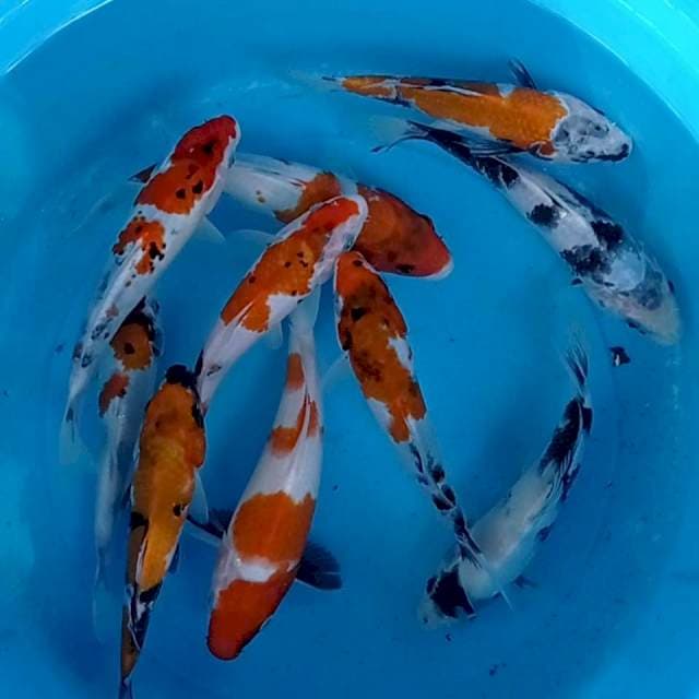 Mix 15-20 cm