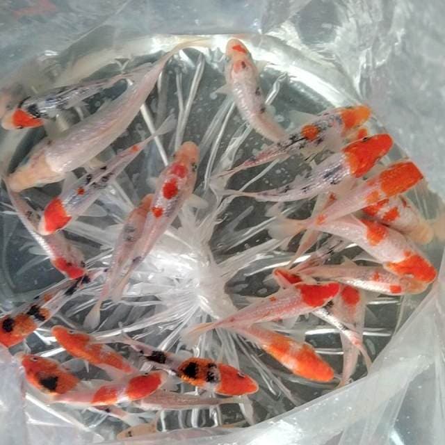 Paket ginrin 25 ekor