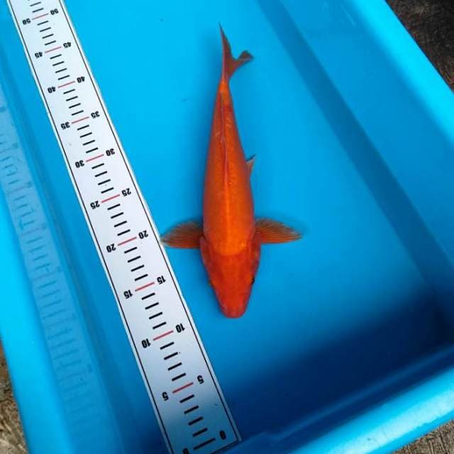 Benigoi merah