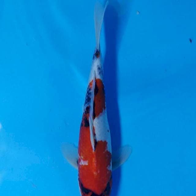 SHOWA 30CM