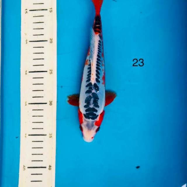 Shusui, 23cm