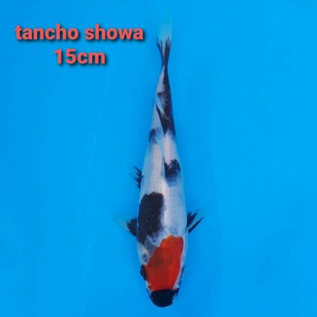 F1 tancho showa 15cm