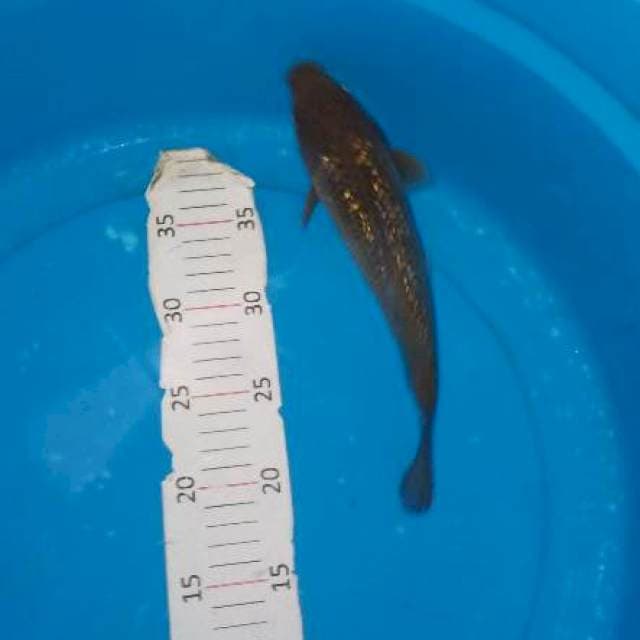 Chagoi ginrin tembaga
