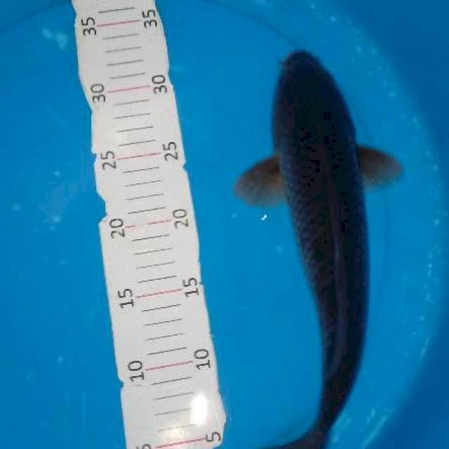 Pejinak 31cm