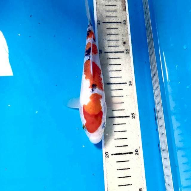 Sanke, 21 cm