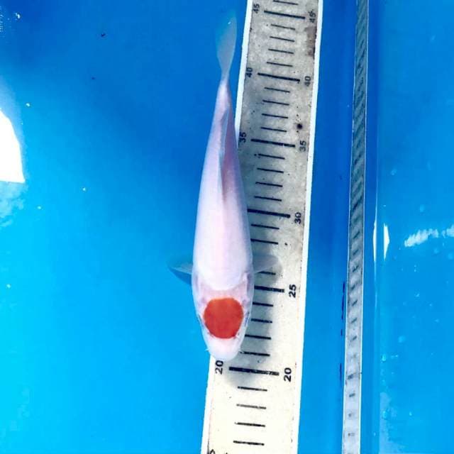 Tancho Kohaku, 21 cm