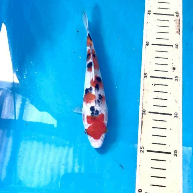 Sanke, 20 cm