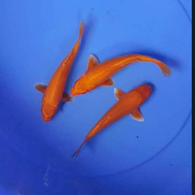 Orenji