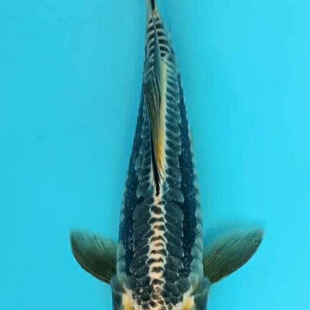 Super antique kawarimono