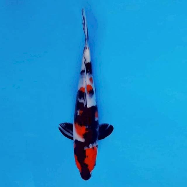 MEDUSA 4 - Showa Sansoku ®