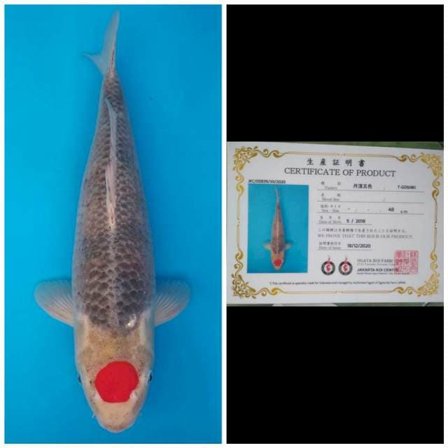 Ogata Jumbo Female Tancho Goshiki