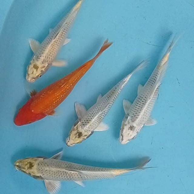 Mix ki utsuri 23-24cm. 5 ekor