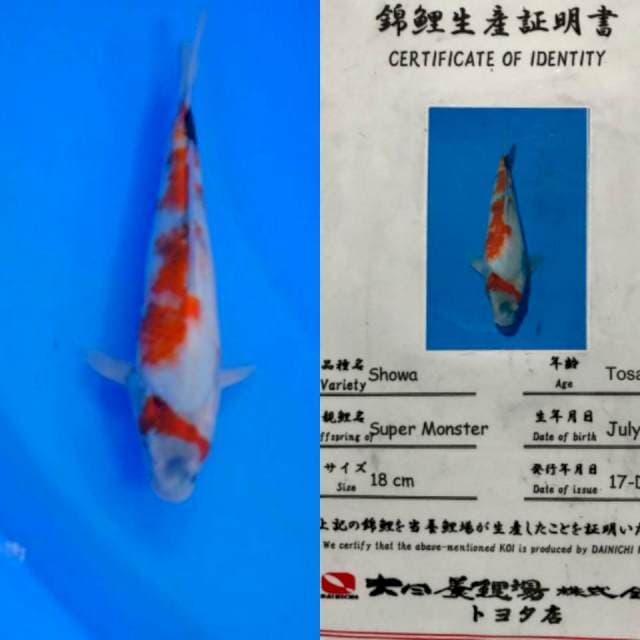 Showa 30cm Impor Dainichi Farm