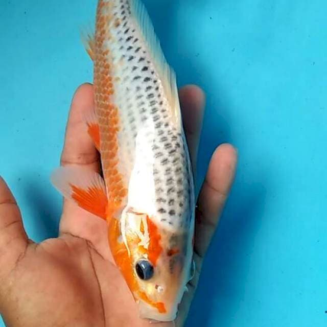 Asagi 24cm