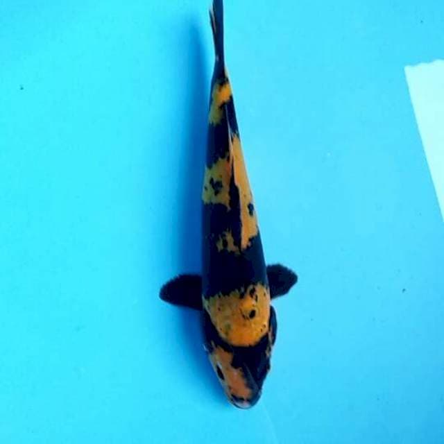 Utsuri 24cm