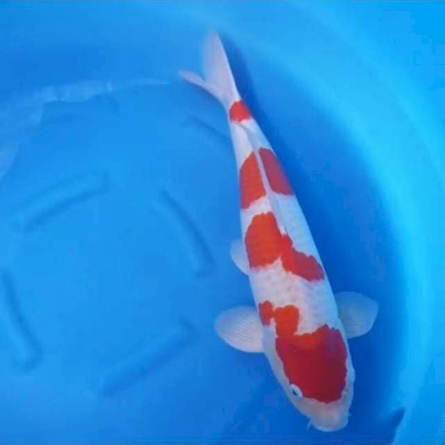 Kohaku